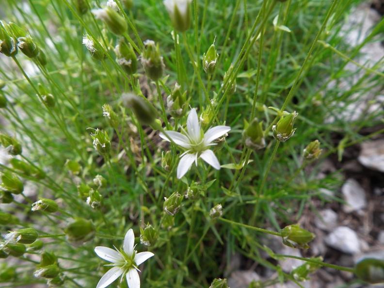 Facchinia (=Minuartia) rupestris / Minuartia rupestre